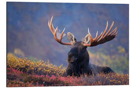 Magnettafel Elchbulle in Alaska