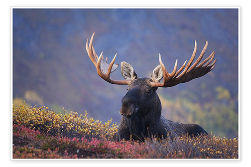 Poster Bull Moose in Alaska