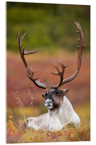 Stampa su vetro acrilico Caribou in Alaska