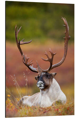 Aluminium print Caribou in Alaska