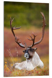 Gallery print Caribou in Alaska