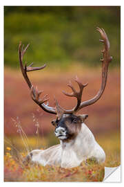 Naklejka na ścianę Caribou in Alaska