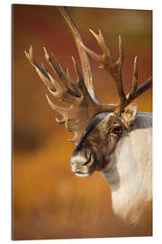 Gallery print Caribou