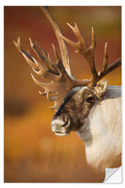 Selvklebende plakat Caribou