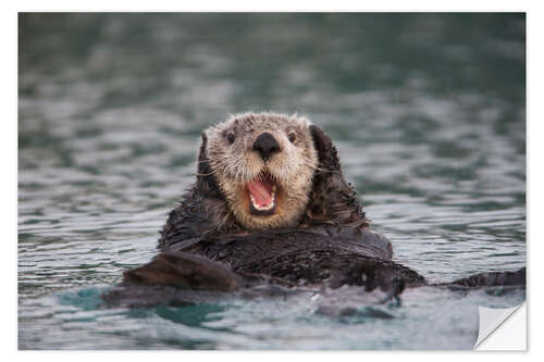 Naklejka na ścianę Otter