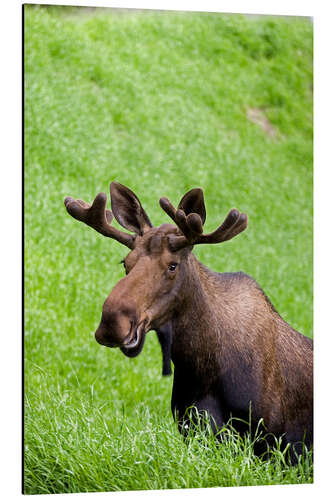 Aluminiumtavla Bull Moose in the Grass