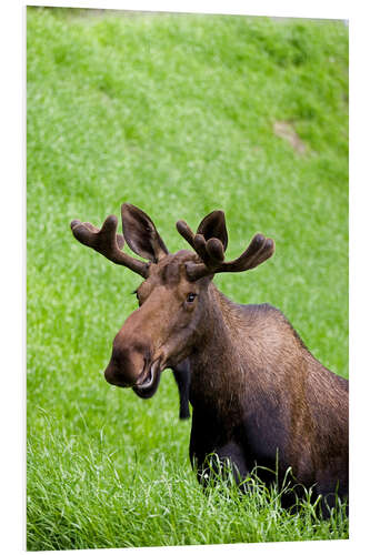 Foam board print Bull Moose in the Grass