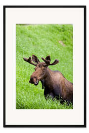 Gerahmter Kunstdruck Elchbulle im Gras