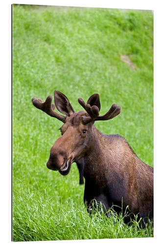 Gallery print Bull Moose in the Grass