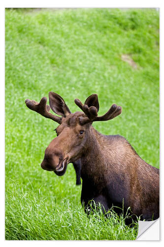 Naklejka na ścianę Bull Moose in the Grass