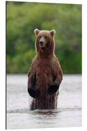 Aluminium print Brown bear in Katmai National Park