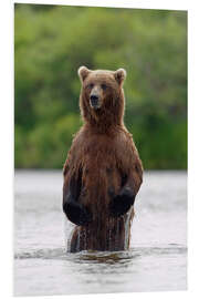 Tableau en PVC Brown bear in Katmai National Park