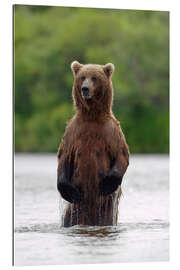 Galleriprint Brown bear in Katmai National Park