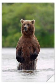 Sisustustarra Brown bear in Katmai National Park