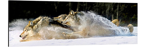 Tableau en aluminium Loups gris dans la neige épaisse