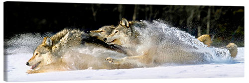 Lienzo A pack of grey wolves in deep snow