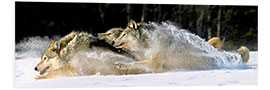 Print på skumplade A pack of grey wolves in deep snow