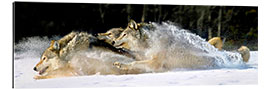 Tableau en plexi-alu Loups gris dans la neige épaisse