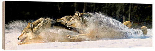 Quadro de madeira A pack of grey wolves in deep snow