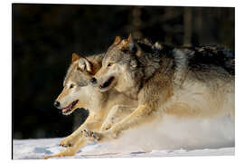 Aluminium print Pack Of Grey Wolves Running Through Deep Snow