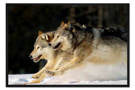 Gerahmter Kunstdruck Ein Rudel Grauwölfe im Tiefschnee 