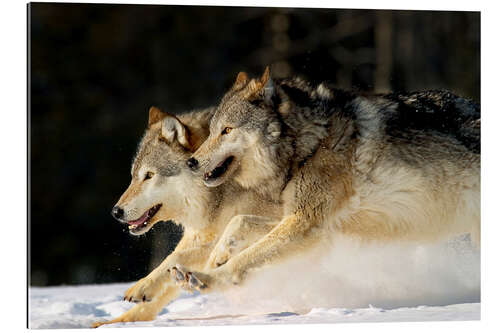 Galleriprint Pack Of Grey Wolves Running Through Deep Snow