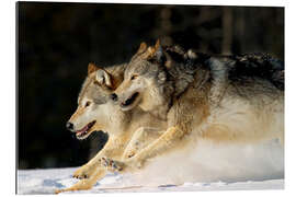 Tableau en plexi-alu Pack Of Grey Wolves Running Through Deep Snow