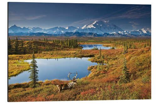 Alumiinitaulu Caribou at Mt. McKinley