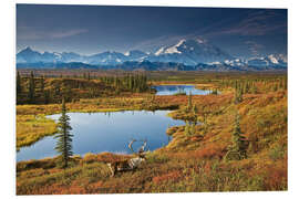 Print på skumplade Caribou at Mt. McKinley