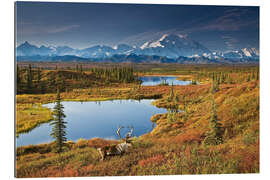 Gallery Print Karibu am Mt. McKinley