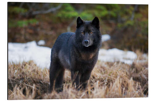 Tableau en aluminium Loup en Alaska