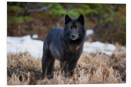 PVC-tavla Wolf in Alaska