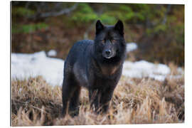 Gallery Print Wolf in Alaska