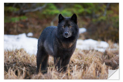 Wandsticker Wolf in Alaska