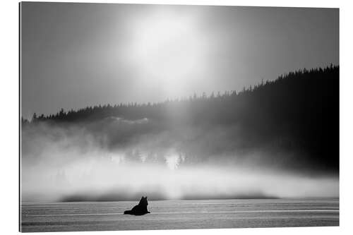 Gallery print Wolf in the fog