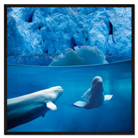 Gerahmter Kunstdruck Weißwale