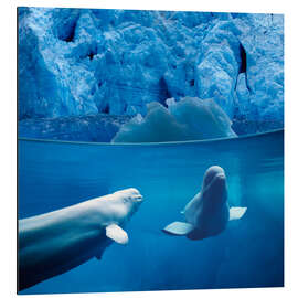 Magnettafel Weißwale