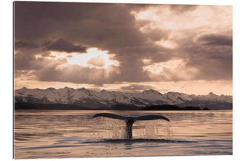 Gallery print Humpback Whale at dusk