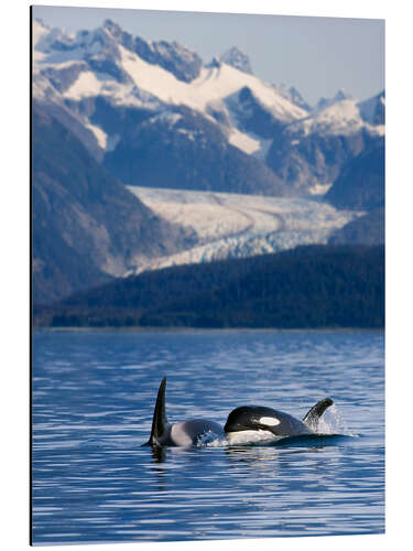 Aluminiumtavla Orcas in Alaska