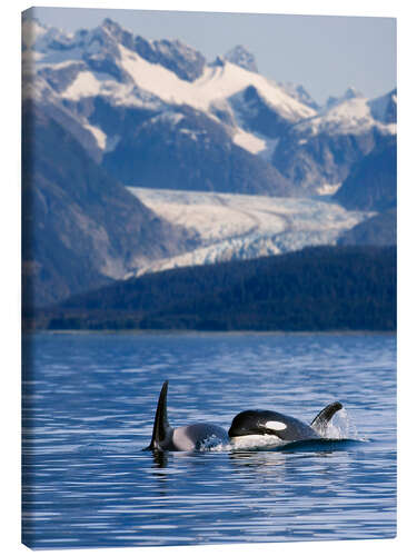 Leinwandbild Orkas in Alaska