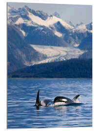 Galleriataulu Orcas in Alaska