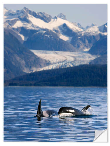 Selvklebende plakat Orcas in Alaska