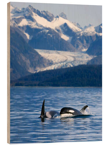 Wood print Orcas in Alaska