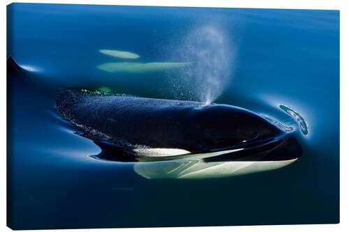 Canvas print Orca