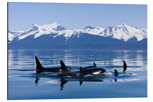 Aluminiumsbilde Orcas in Alaska