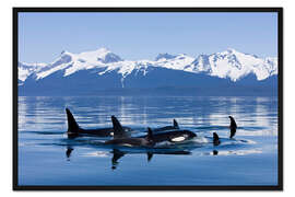Gerahmter Kunstdruck Schwertwale in Alaska