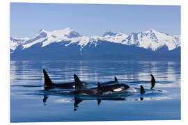 Foam board print Orcas in Alaska