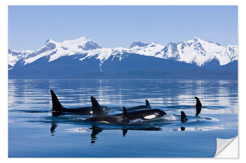 Vinilo para la pared Orcas en Alaska