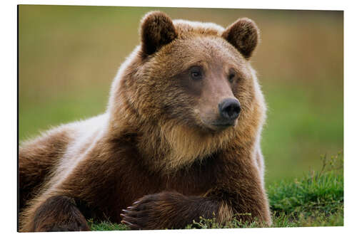 Aluminium print Brown bear in summer