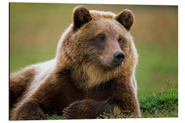 Aluminiumtavla Brown bear in summer